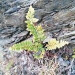 Asplenium cuneifolium leaf picture by Rolando Erik (cc-by-sa)