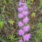 Liatris aspera flower picture by Tim Tim Gratz (cc-by-sa)