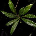 Hymenandra calycosa leaf picture by Nelson Zamora Villalobos (cc-by-nc)