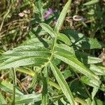 Centaurea scabiosa leaf picture by Sabina Hartmann (cc-by-sa)