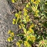 Euphorbia terracina flower picture by Elena Galvan (cc-by-sa)