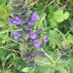 Salvia verbenaca flower picture by laurent boniface (cc-by-sa)