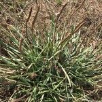 Plantago crassifolia habit picture by myriam pied (cc-by-sa)