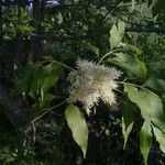 Fraxinus ornus flower picture by Camchou (cc-by-sa)