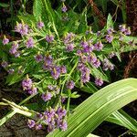 Verbena hastata flower picture by K O (cc-by-sa)