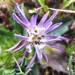 Perezia coerulescens flower picture by Fabien Anthelme (cc-by-sa)