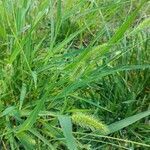 Setaria viridis flower picture by Ilaria Mosti (cc-by-sa)