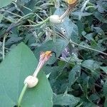 Aristolochia anguicida flower picture by Patrick Harmon (cc-by-sa)