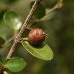 Fernelia buxifolia fruit picture by P. Bonnet (cc-by-sa)