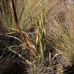 Orthrosanthus chimboracensis leaf picture by Fabien Anthelme (cc-by-sa)