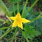 Cucurbita pepo flower picture by Kyoyane Bournac (cc-by-sa)