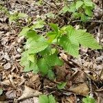 Rubus pubescens leaf picture by Danielle Mccloy (cc-by-sa)