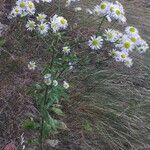 Erigeron annuus habit picture by Jiří Voříšek (cc-by-sa)