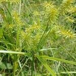 Cyperus strigosus leaf picture by Murphy Patrick (cc-by-sa)