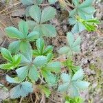 Potentilla simplex habit picture by Michael Goldthwaite (cc-by-sa)