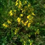 Genista anglica flower picture by Patrick Nard (cc-by-sa)