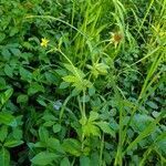 Geum urbanum habit picture by zmei (cc-by-sa)