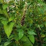 Agastache scrophulariifolia leaf picture by Brianna Rozman (cc-by-sa)