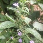 Ruellia paniculata flower picture by Lorenzi Harri (cc-by-sa)