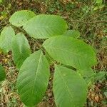 Juglans regia leaf picture by Mathieu Da silva Martins (cc-by-sa)