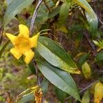 Gelsemium sempervirens flower picture by William Wattles (cc-by-sa)