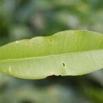 Garcinia madruno leaf picture by R. Tournebize (cc-by-sa)