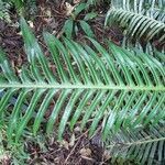 Blechnum attenuatum leaf picture by Bernard REYNAUD (cc-by-sa)