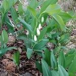 Polygonatum odoratum flower picture by Mirka Mirka (cc-by-sa)