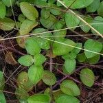 Coccocypselum hirsutum leaf picture by Busy bee (cc-by-sa)