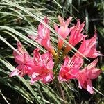 Alstroemeria ligtu flower picture by Ortiz Manuel (cc-by-sa)