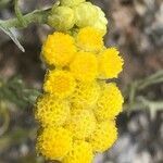 Helichrysum stoechas flower picture by Alfredo Marín Camacho (cc-by-sa)