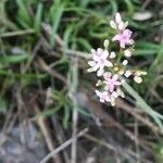 Valeriana tuberosa flower picture by Sergio Ricardo (cc-by-sa)