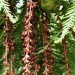 Taxodium distichum flower picture by Dieter Albrecht (cc-by-sa)