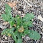 Centaurea sphaerocephala leaf picture by olivier dufetelle (cc-by-sa)