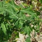 Argemone mexicana habit picture by William Gustave (cc-by-sa)