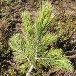 Pinus cembra habit picture by Daniel Barthelemy (cc-by-nc)