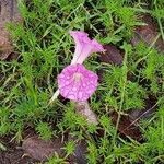 Ipomoea plummerae flower picture by Meraz Rufino (cc-by-sa)