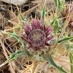 Carlina lanata flower picture by Da Junko (cc-by-sa)