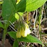 Symphytum tuberosum flower picture by reboul_1 (cc-by-sa)