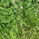 Carduus acanthoides habit picture by Jean-Marie Frenoux (cc-by-sa)