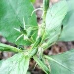 Ruellia tuberosa fruit picture by Trap Hers (cc-by-sa)