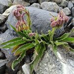 Senecio rhizomatus habit picture by Fabien Anthelme (cc-by-sa)