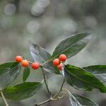 Lycianthes synanthera fruit picture by Nelson Zamora Villalobos (cc-by-nc)