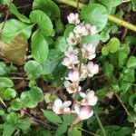 Pyrola asarifolia flower picture by Ivan Guzmán (cc-by-sa)