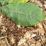 Elephantopus elatus leaf picture by Brad Kelley (cc-by-sa)