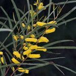 Acacia doratoxylon flower picture by arlas (cc-by-sa)