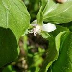 Trillium cernuum flower picture by George Annette (cc-by-sa)