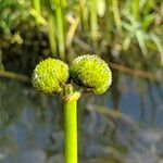 Sagittaria sagittifolia fruit picture by Vitalii🌺Suprun (cc-by-sa)