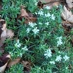 Iberis sempervirens habit picture by Diego Alex (cc-by-sa)