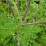 Chaerophyllum bulbosum leaf picture by Svenja Str (cc-by-sa)